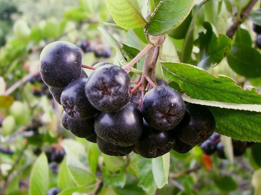 Крупные черные ягоды - черноплодная рябина