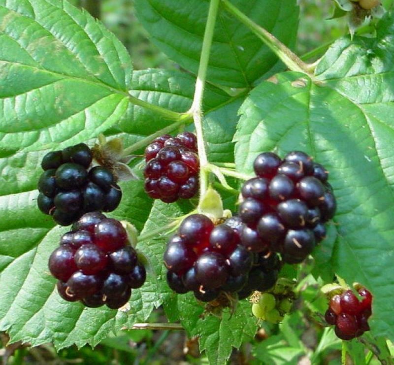 Черная ягода для варенья - шелковица