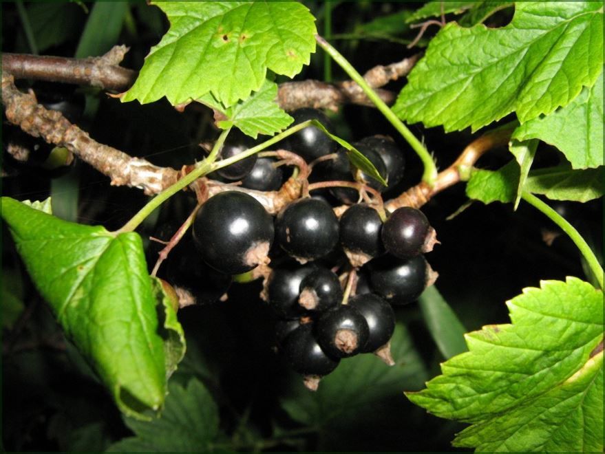 Черная смородина фото ягода