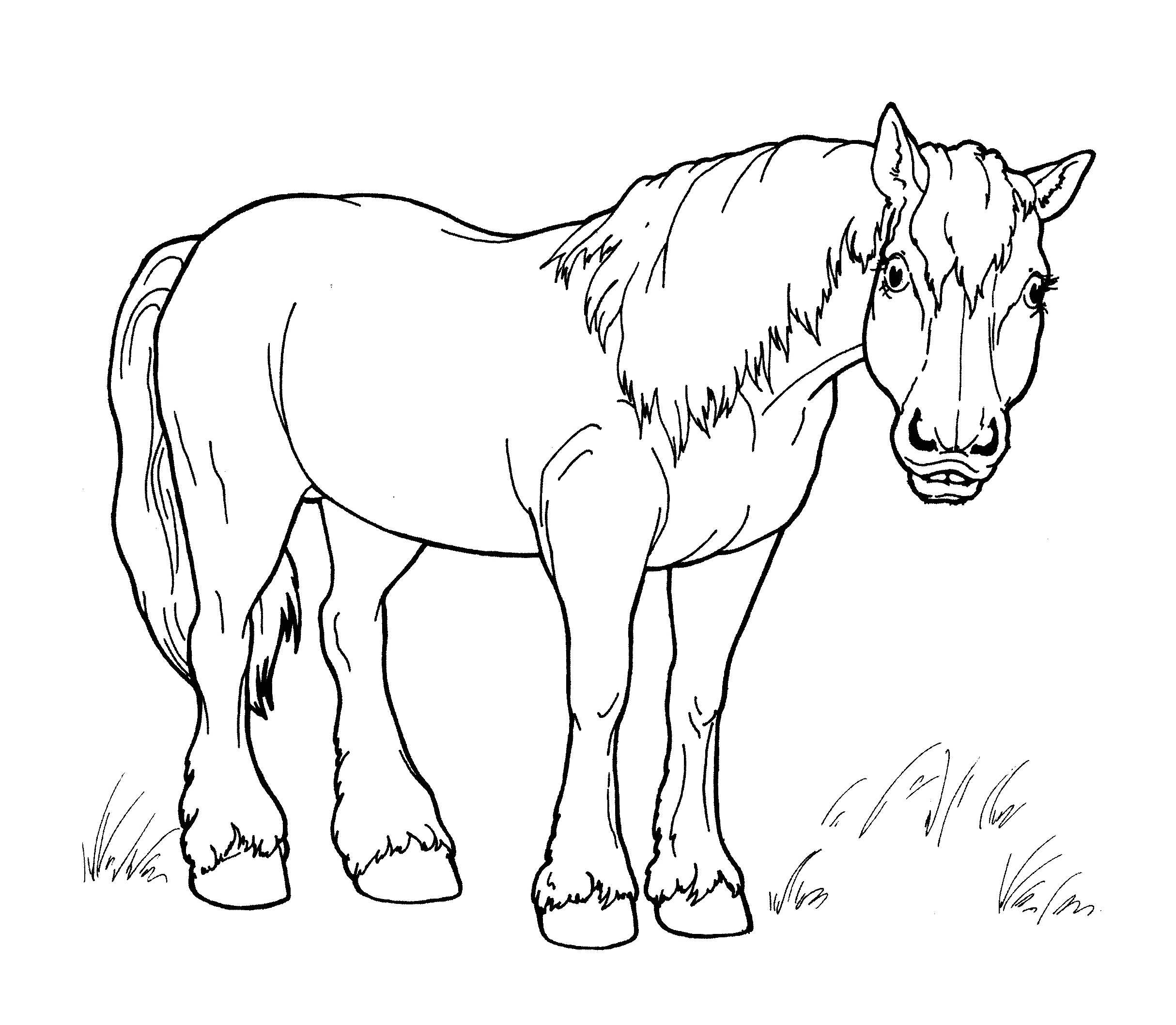 Раскраска домашние животные - лошадь
