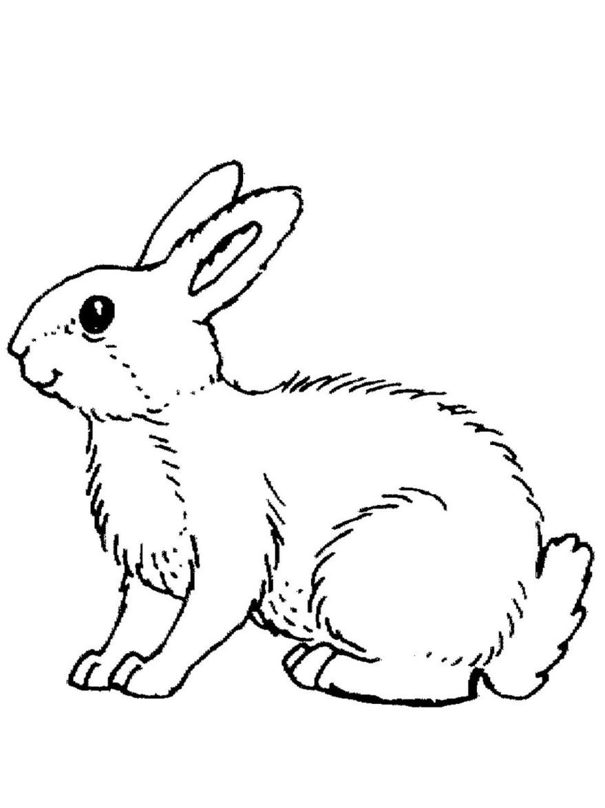Раскраска дикие животные - заяц