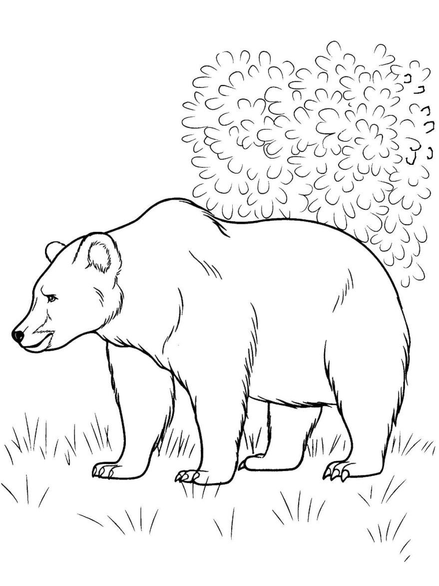 Раскраска дикие животные - медведь