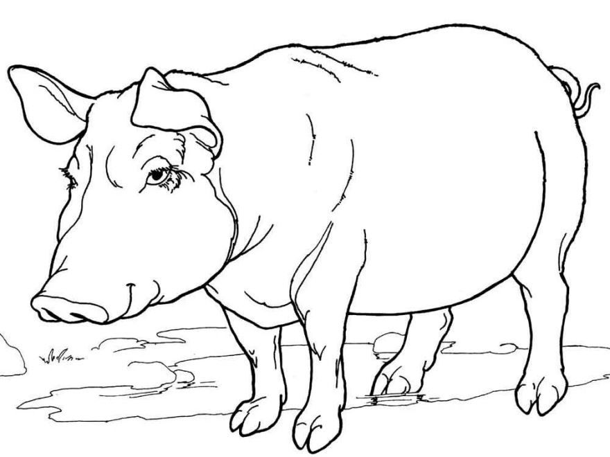 Раскраска домашние животные - свинья