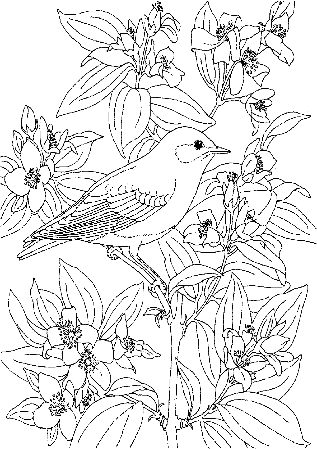Раскраска птицы
