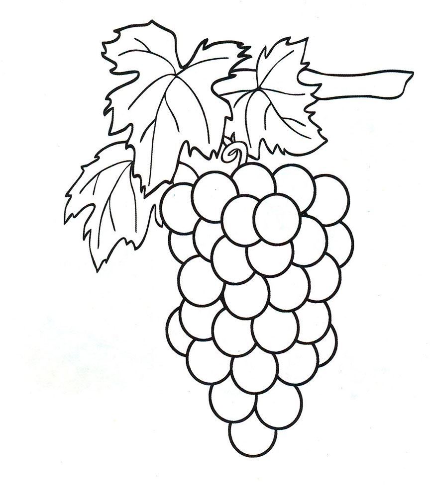 Фрукты раскраска для детей - виноград
