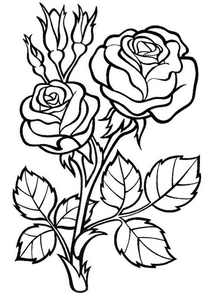 Раскраска цветы - розы