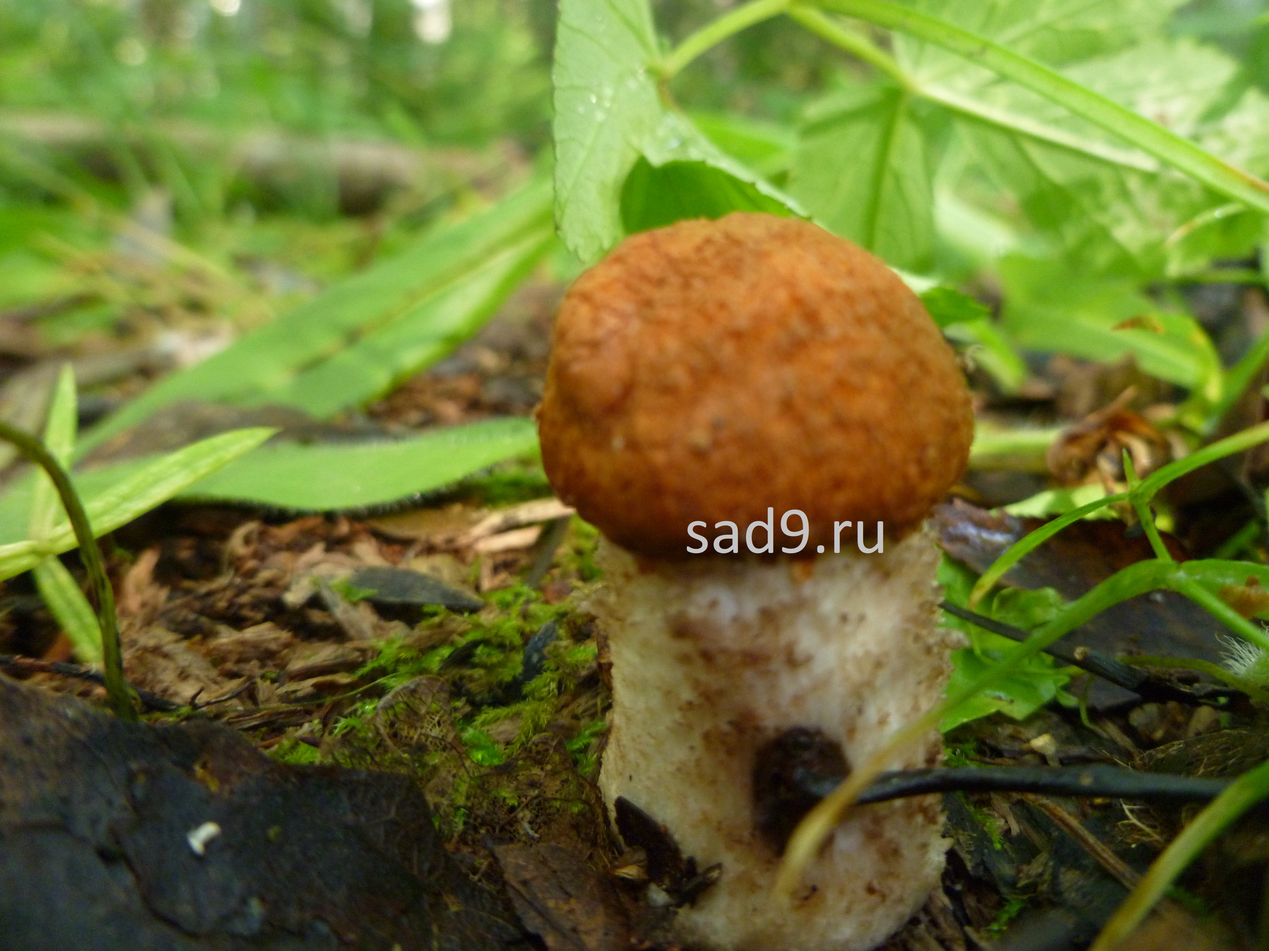Картинки грибов - съедобный гриб красноголовик