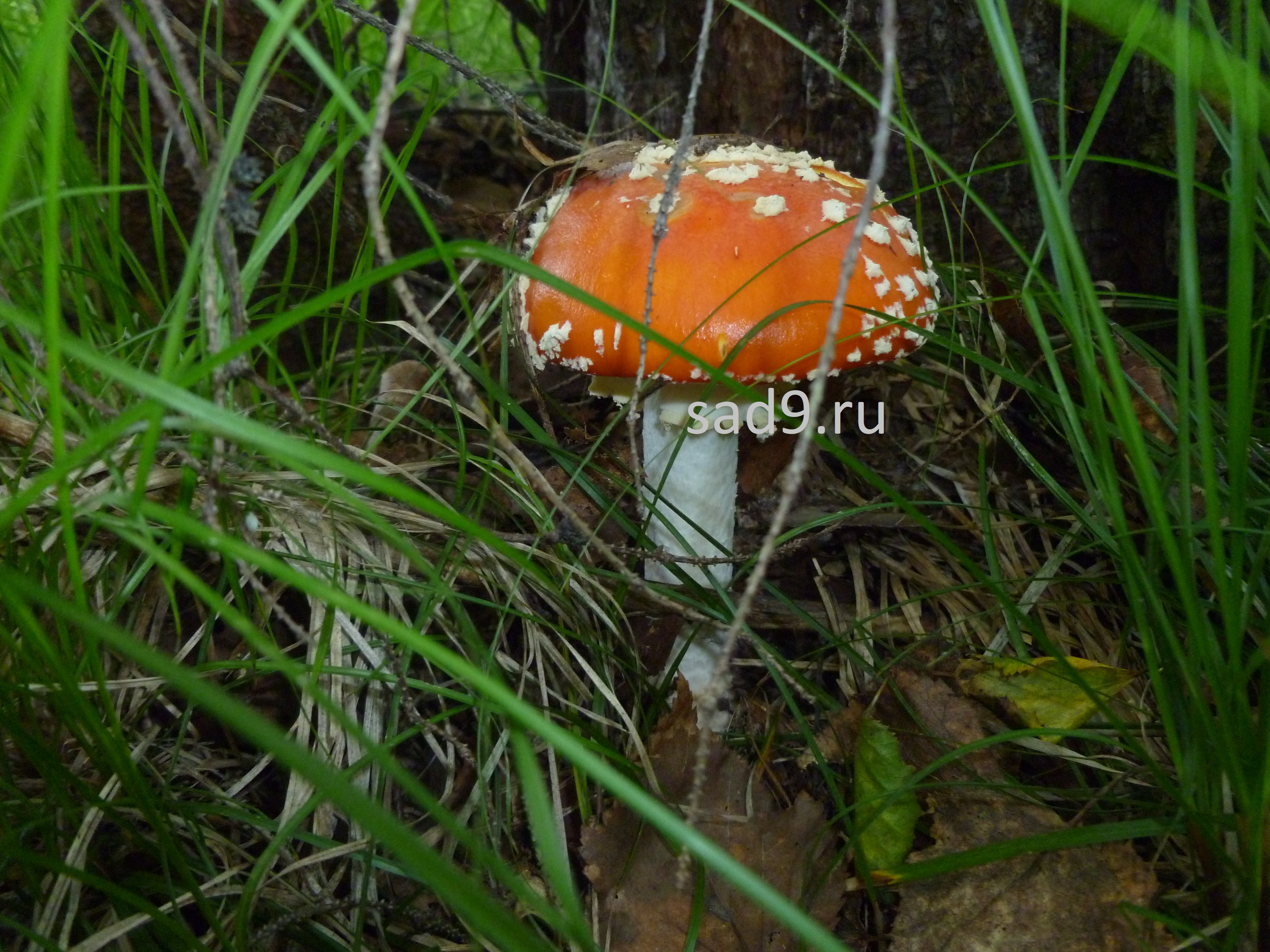 Красивое фото ядовитого гриба - мухомора