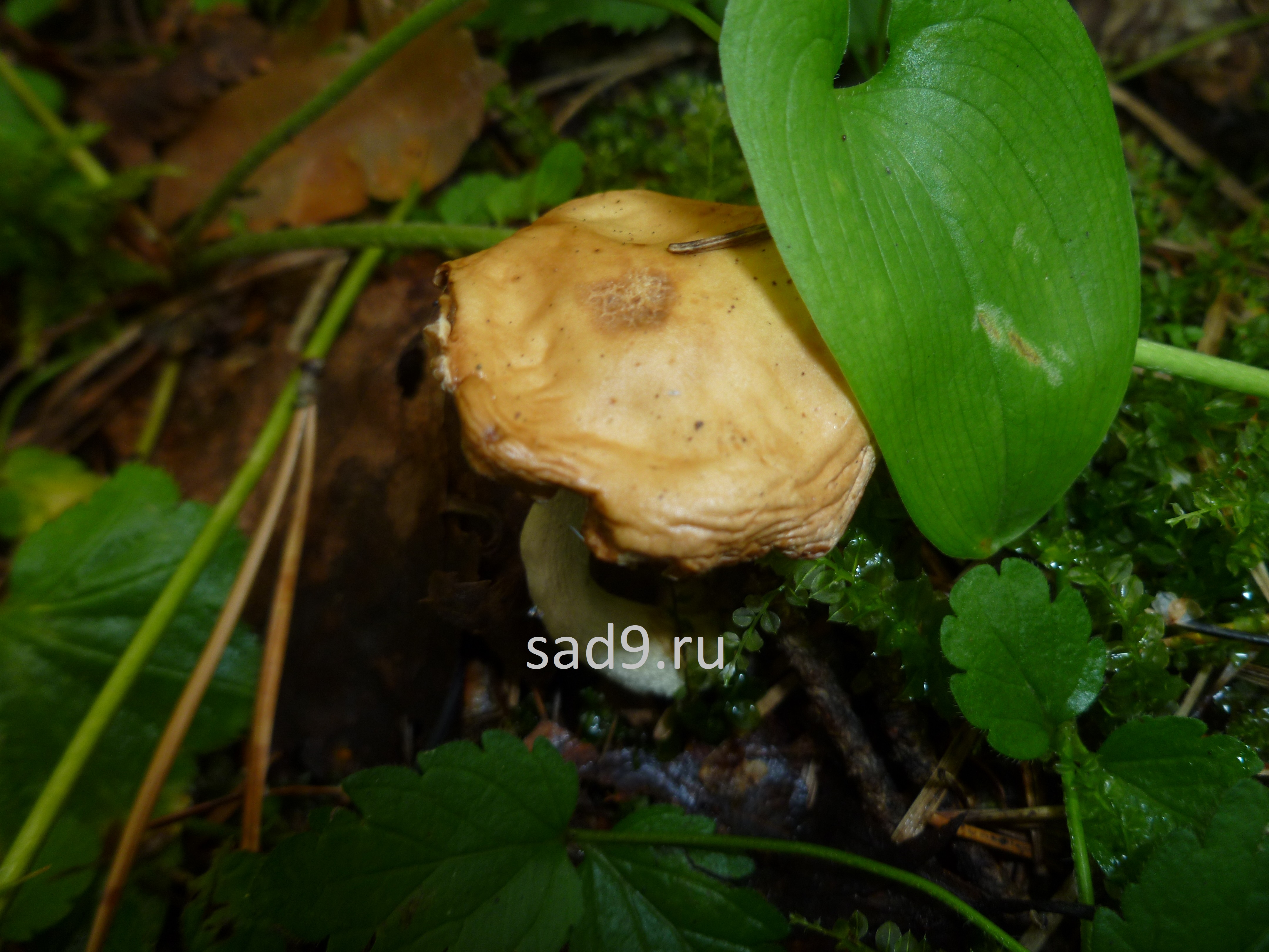 Картинки грибы в лесу