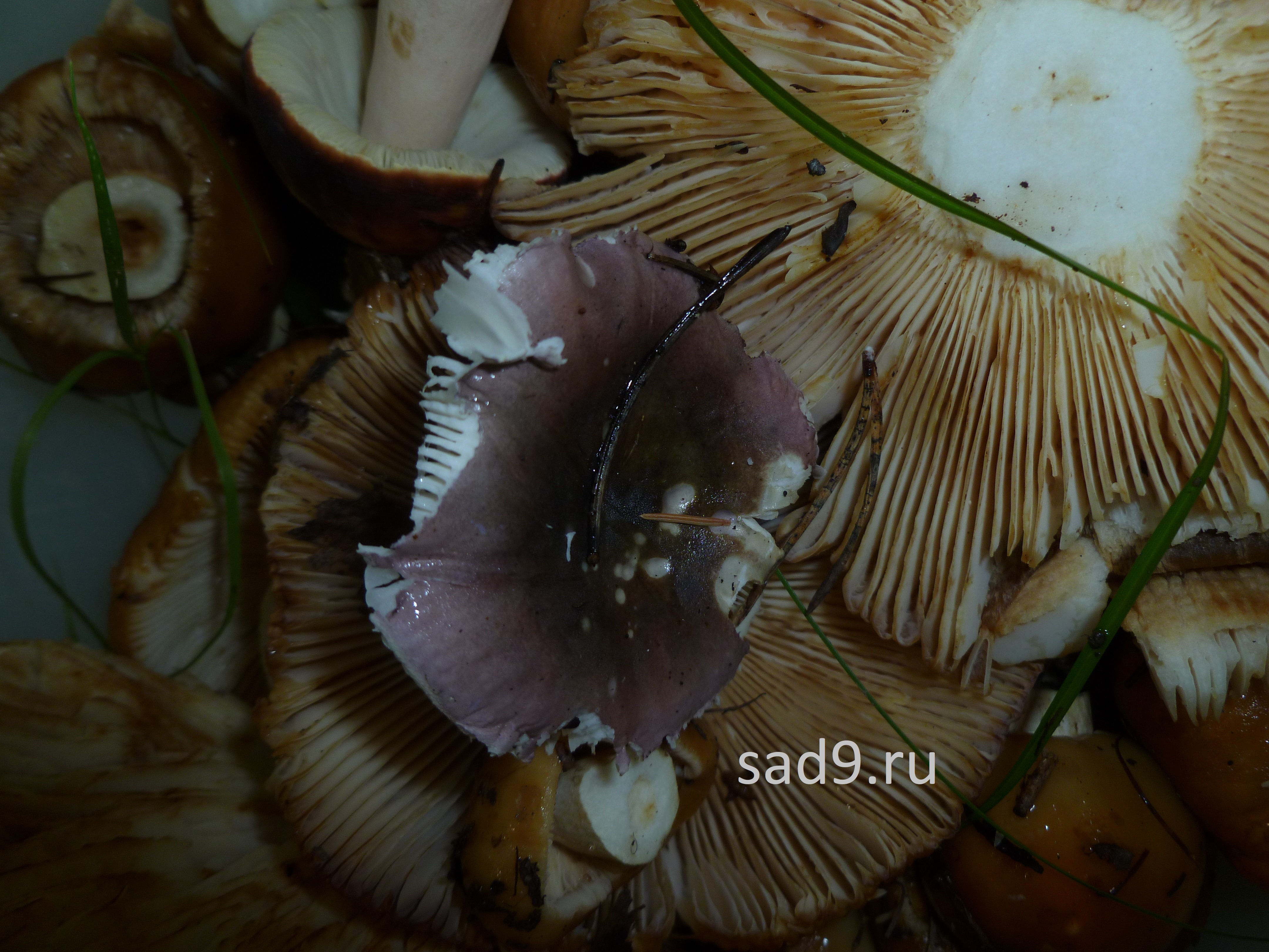 Собранные грибы картинки