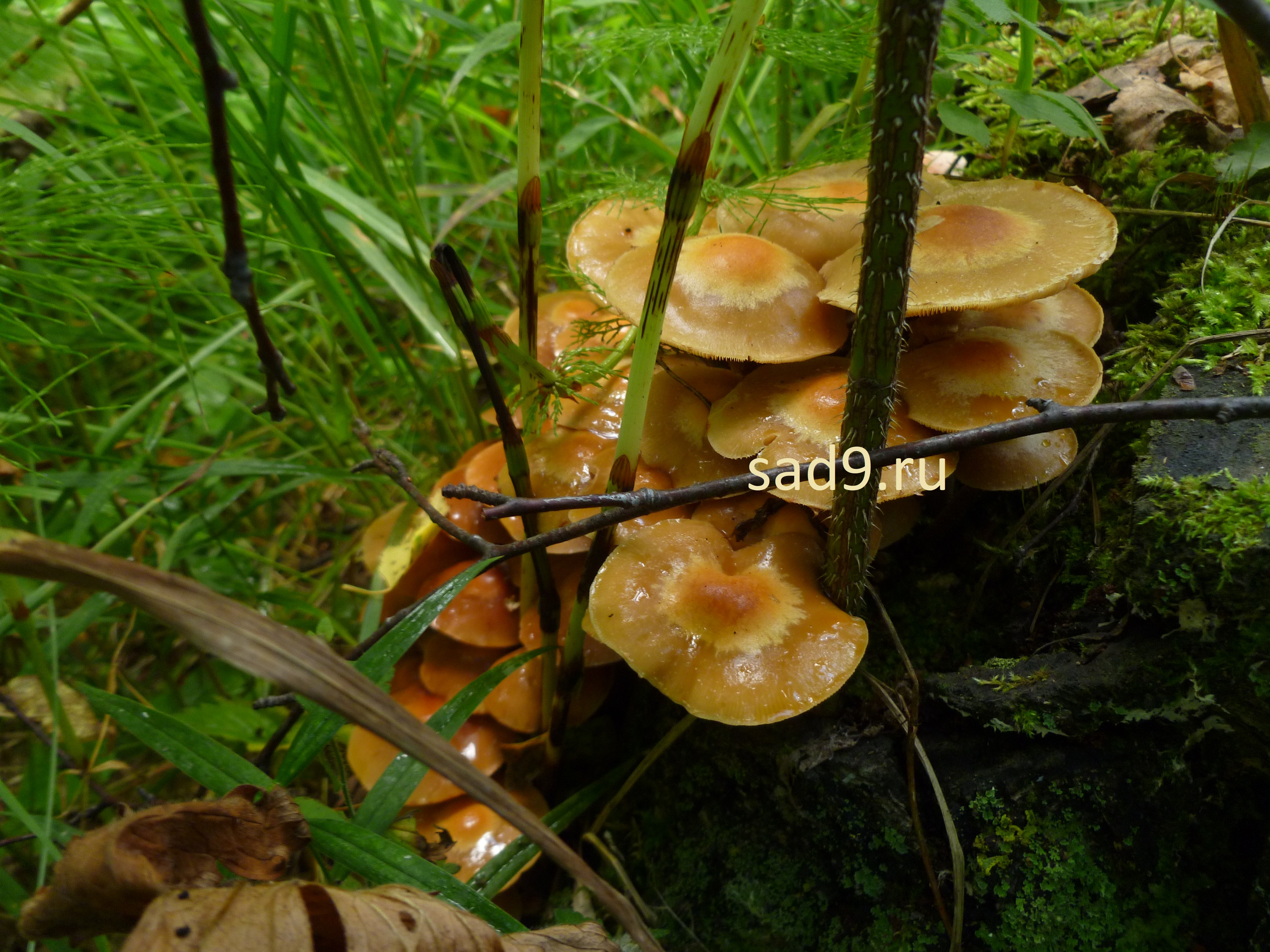 Картинка ложные, несъедобные грибы похожие на опята