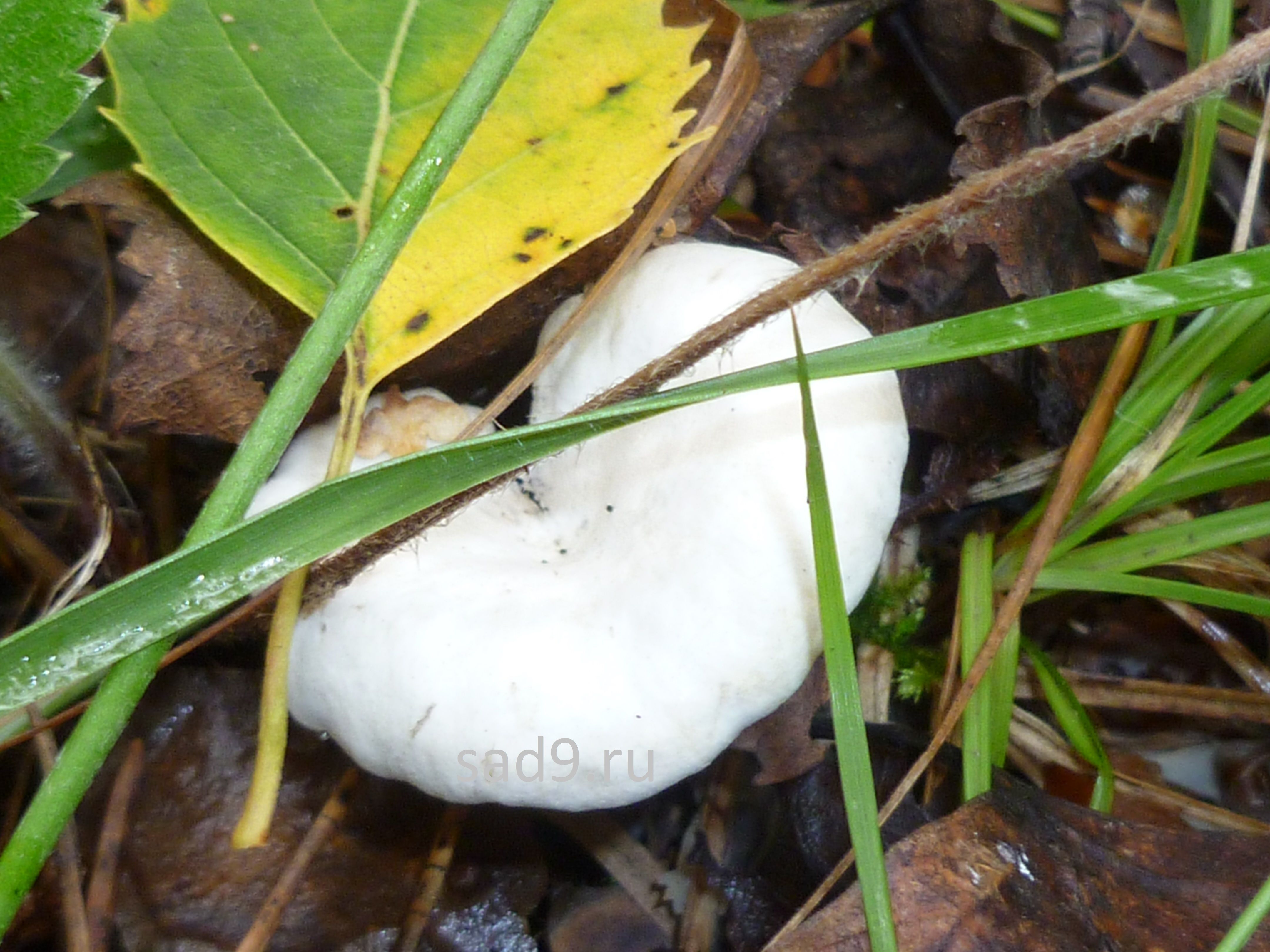 Съедобные грибы фото - груздь