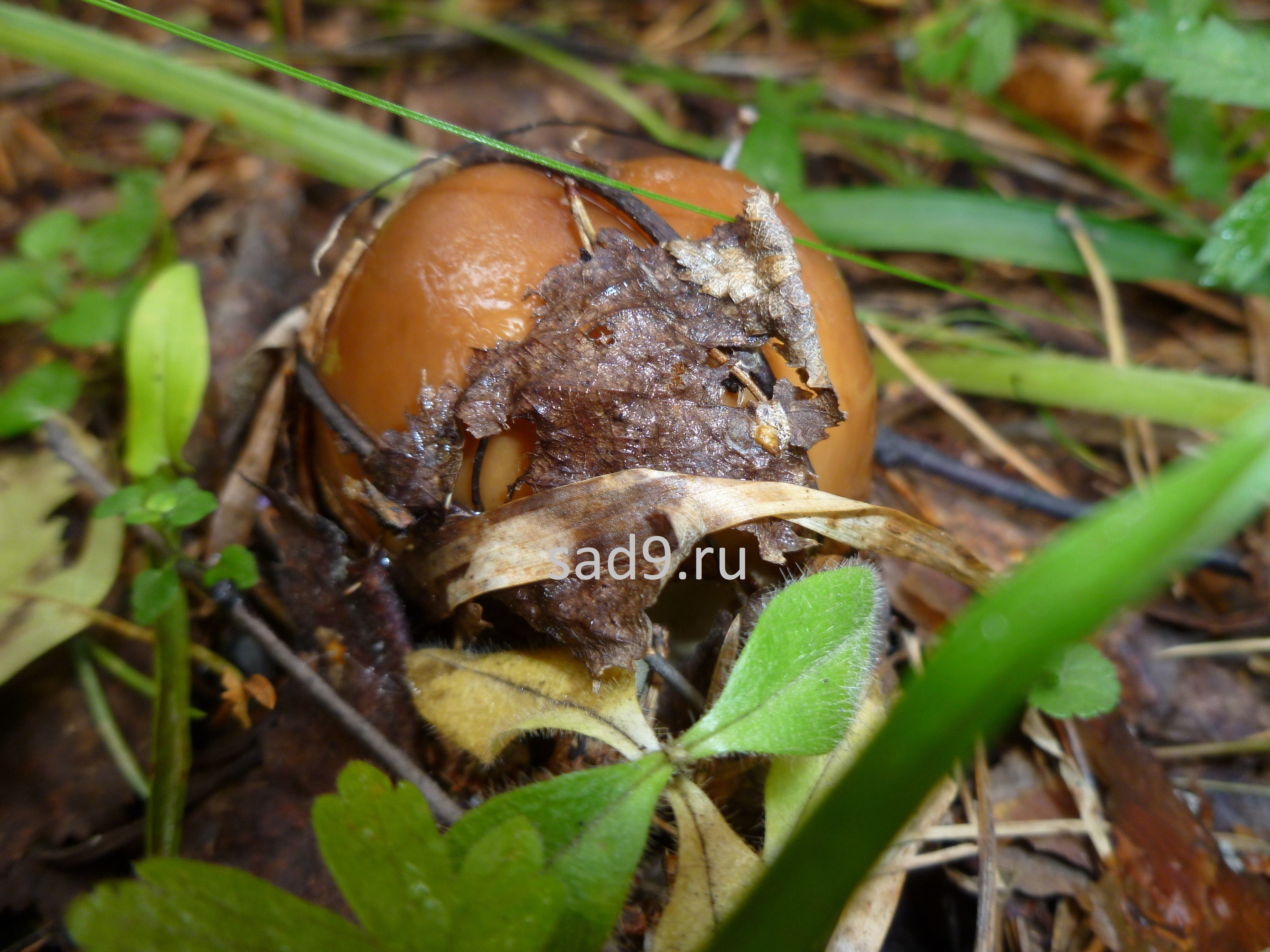 Название съедобных грибов - бычок