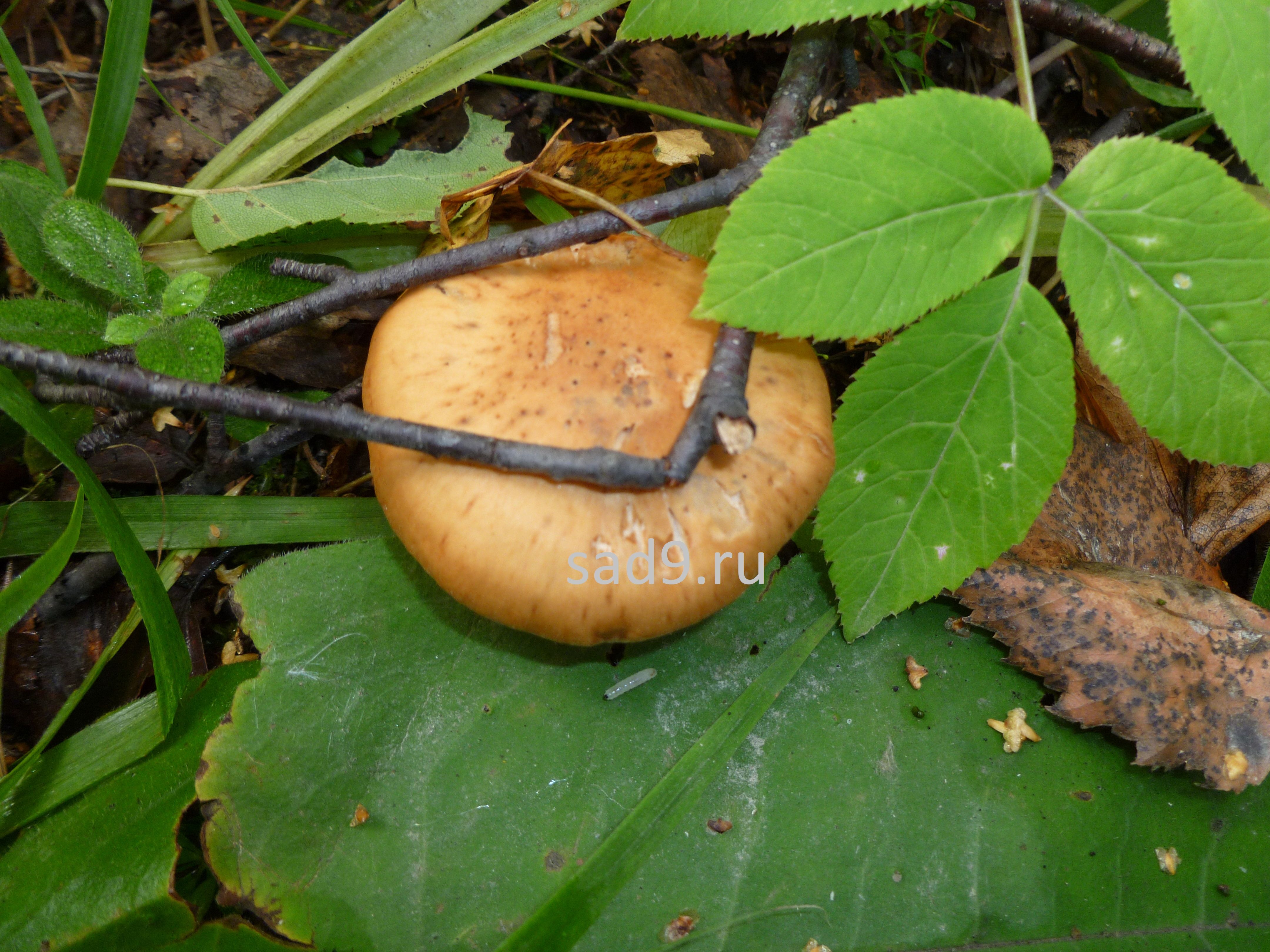 Съедобные грибы фото - опята