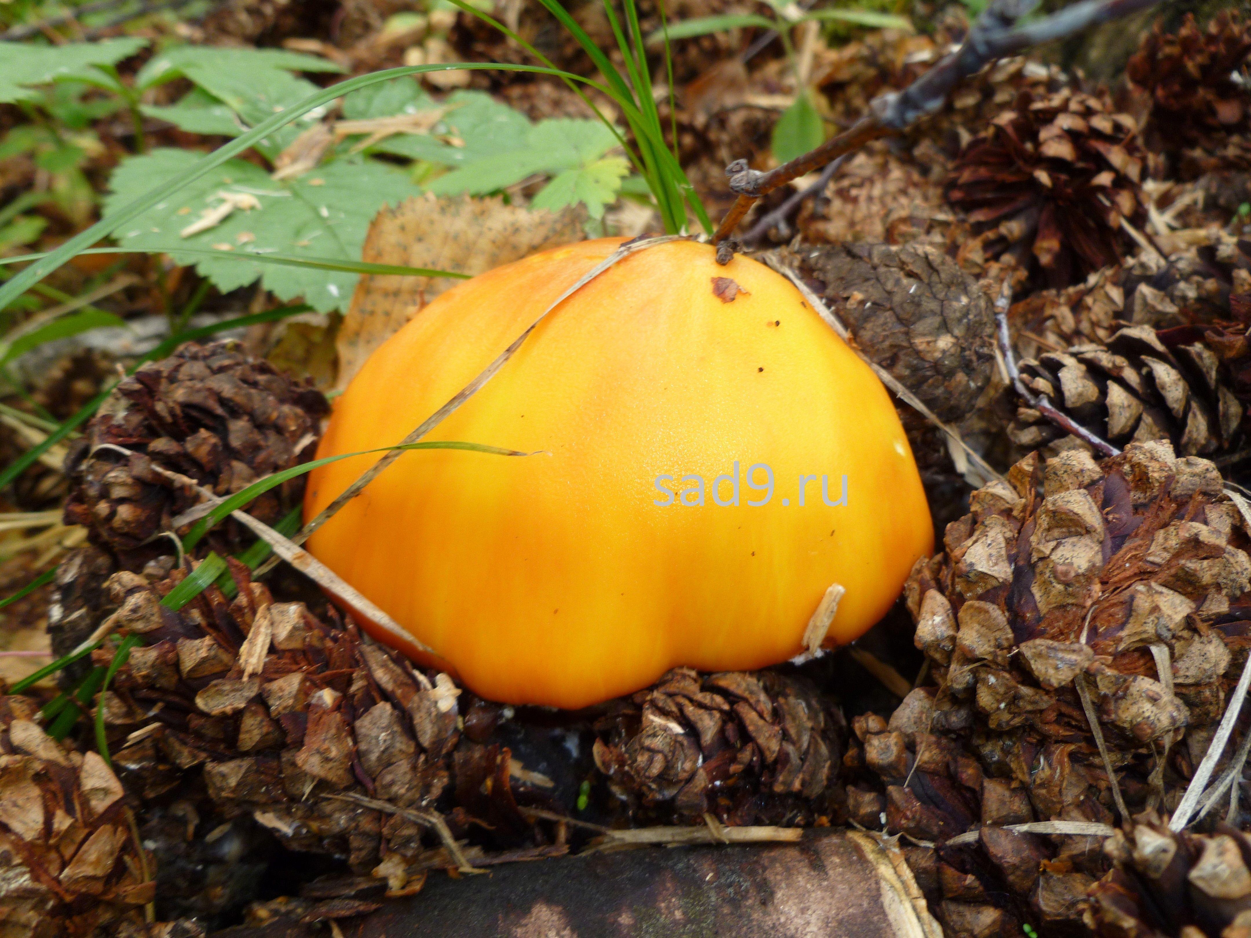 Съедобные грибы фото - синявка