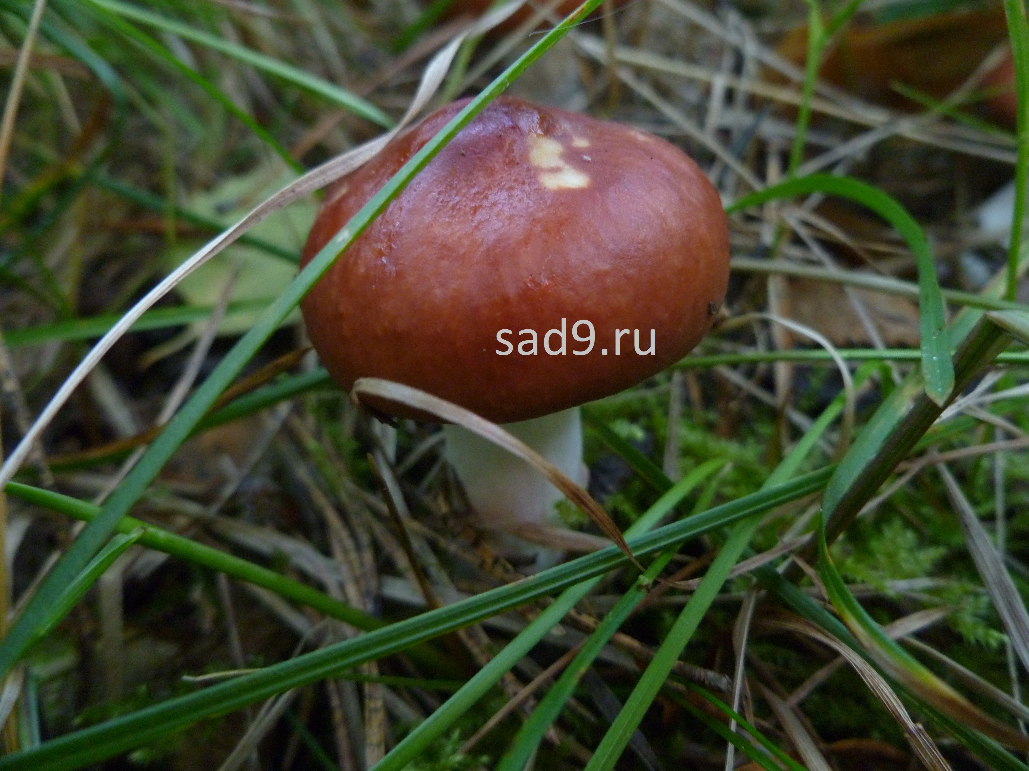 Съедобные грибы окружающий мир - масленок