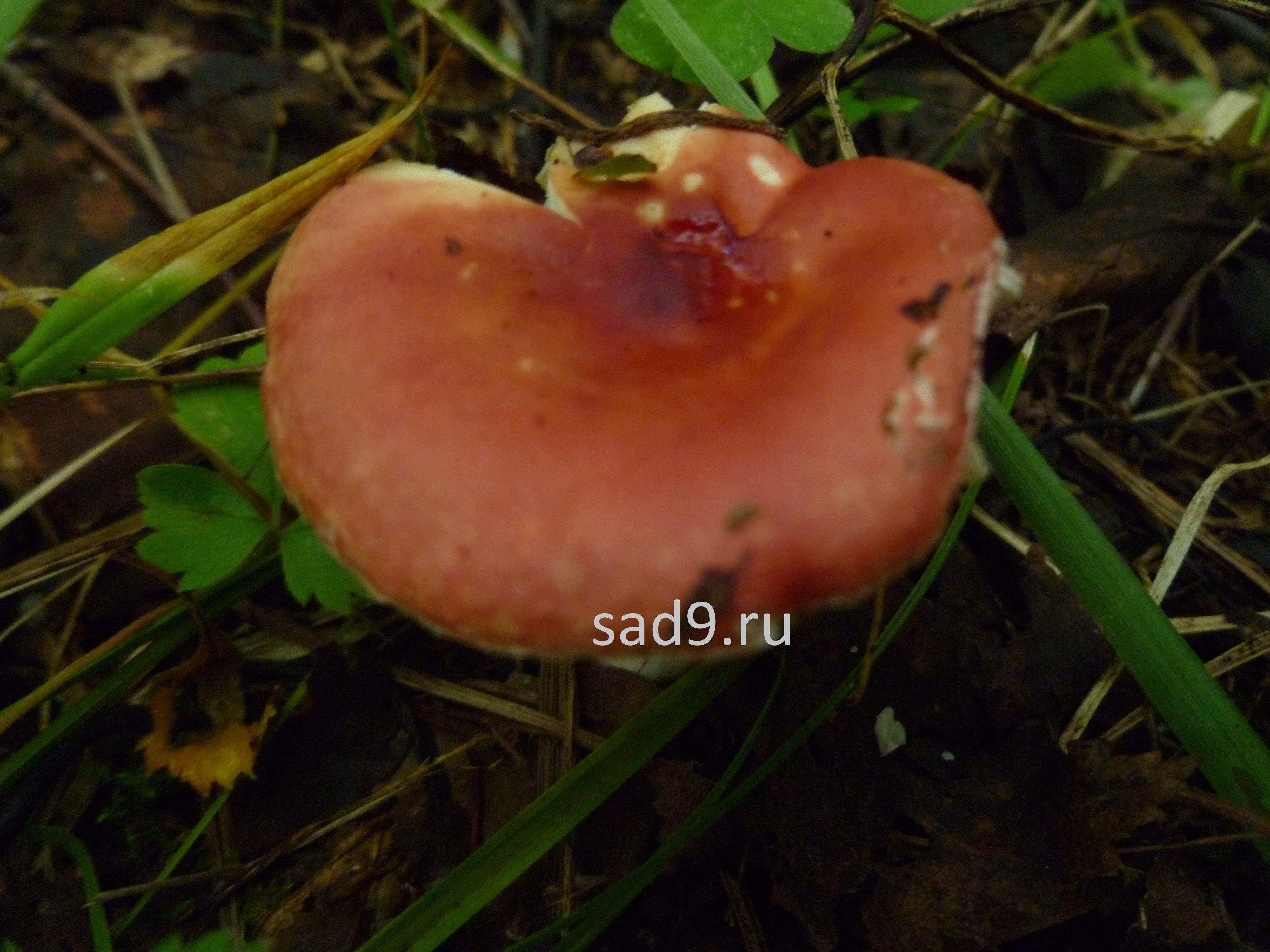 Съедобные грибы фото и название - сыроежка или синявка