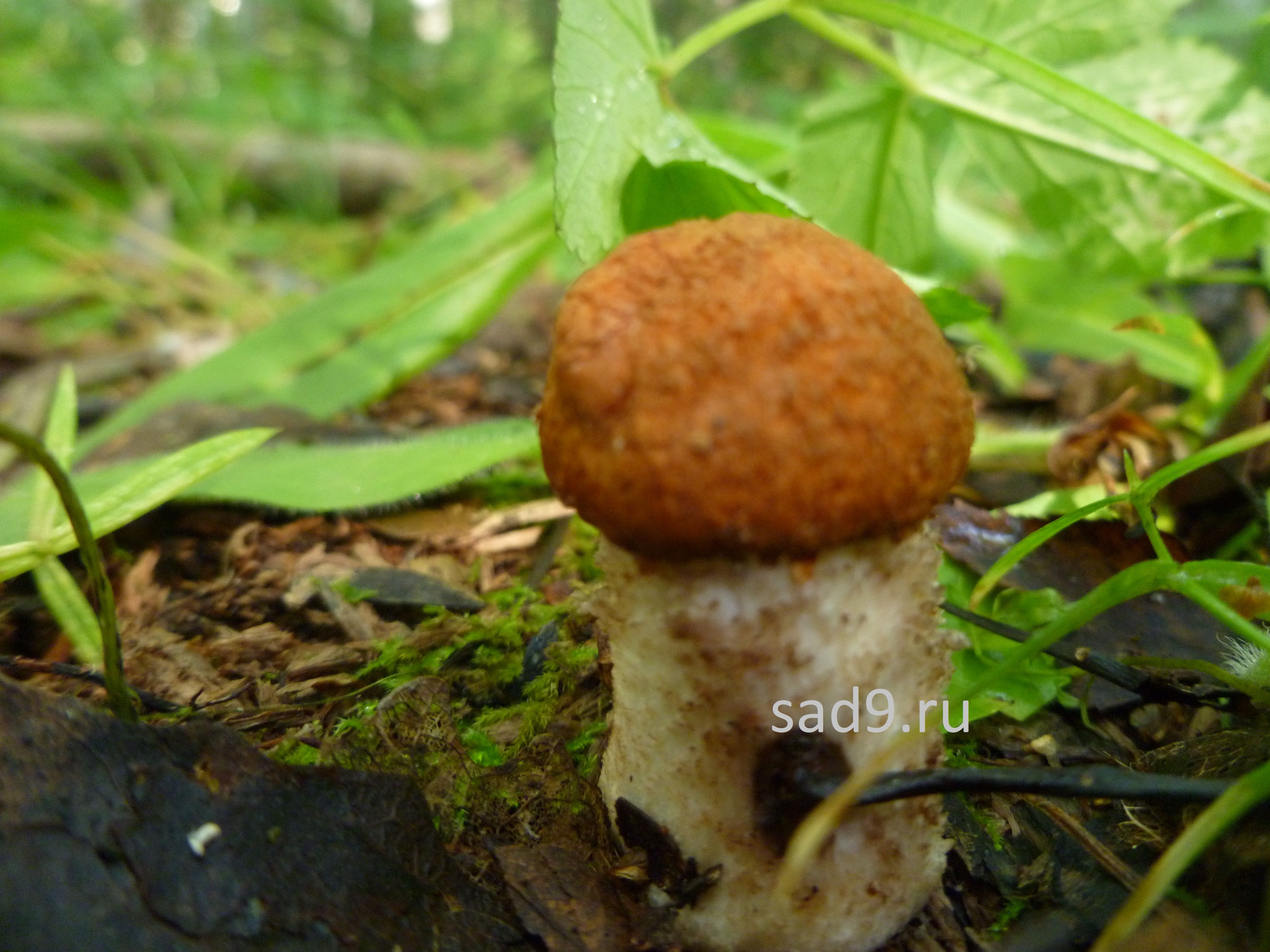 Фото съедобных грибов - красноголовик