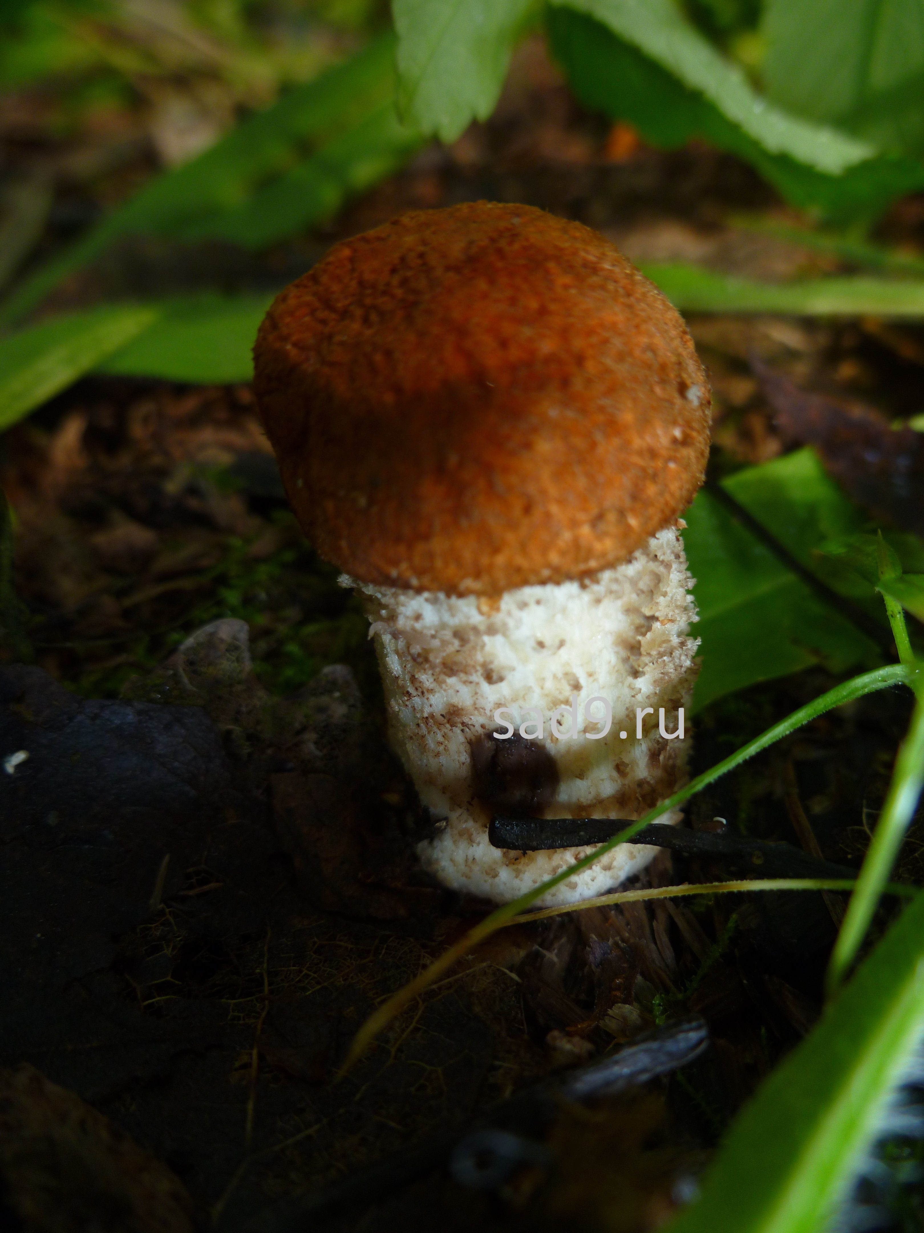 Съедобные грибы картинки - красноголовики