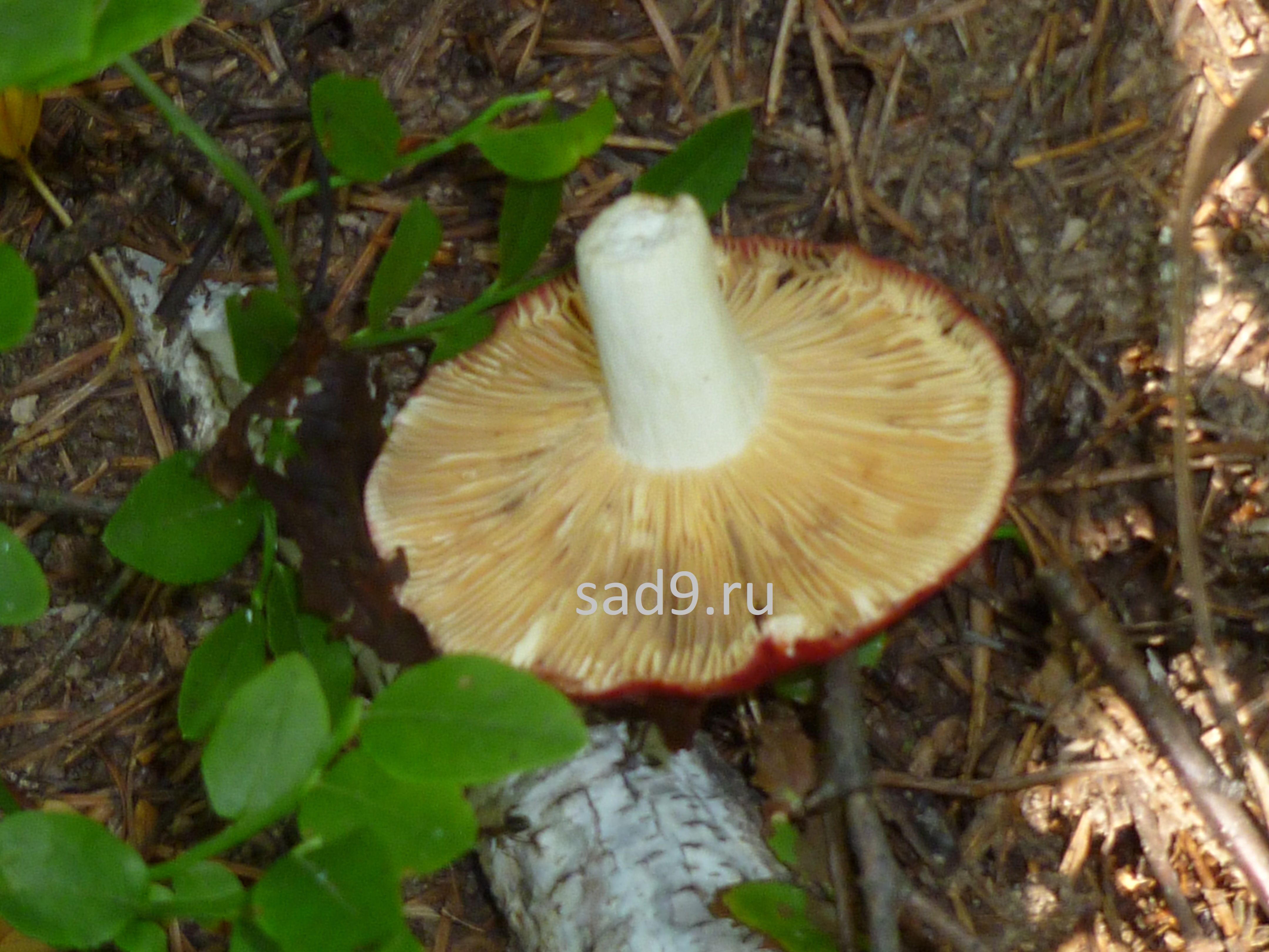 Сыроежка - съедобный гриб