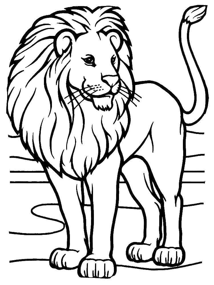 Раскраска лев для детей