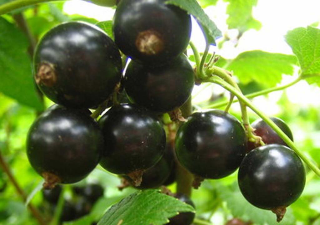 Черные ягоды фото картинки названия кустарник