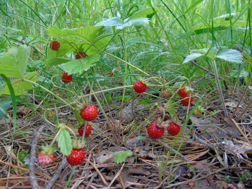 Земляника фото ягода ремонтантная безусая садовая лесная